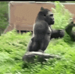 200.gif