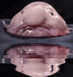 200.gif