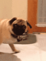 200.gif
