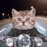 200.gif