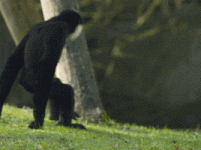 200.gif