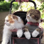 200.gif