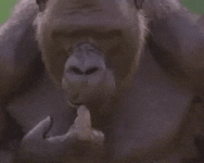 200.gif
