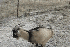 200.gif