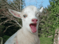 200.gif