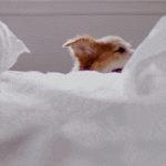 200.gif