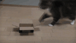 980x.gif 980x.gif