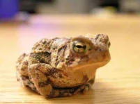 Warts-from-Frog-Urine-+-health-myths-+-philippines.webp