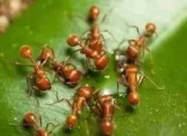 a-Great-Singing-Voice-+-health-myths-+-philippines.webp
