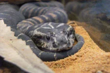 Death-Adder-Loza-Tarantula-Tamer-Flickr.webp