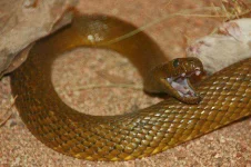 Inland-Taipan-Matthew-Klein-Flickr.webp