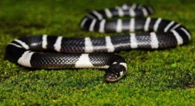 Blue-Krait-Markus-Oulehla-Flickr.webp