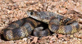 Tiger-Snake-Barry-Kiepe-Flickr.webp