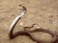 Philippine-Cobra-Dangerous-Snakes-2012-Flickr.webp