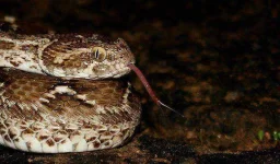 Saw-Scaled-Viper-Bhavya-Joshi-Flickr.webp