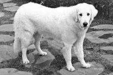 Kuvasz-Humberto-Araujo-Flickr.webp Kuvasz-Humberto-Araujo-Flickr.webp