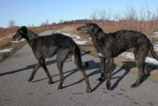 Scottish-Deerhound.webp Scottish-Deerhound.webp