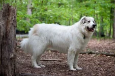 Great-Pyrenees.webp Great-Pyrenees.webp