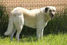 Anatolian-Shepherd-Dog-Jon-Mountjoy-Flickr.webp Anatolian-Shepherd-Dog-Jon-Mountjoy-Flickr.webp