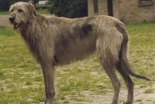 Irish-Wolfhound.webp Irish-Wolfhound.webp