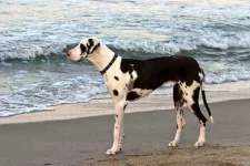 Great-Danes.webp Great-Danes.webp