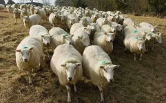 sheep_3504508b.webp sheep_3504508b.webp