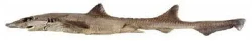 Gollum-suluensis-shark.webp