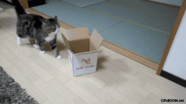 980x.gif 980x.gif