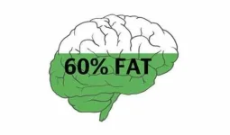 brain-is-the-fattest-organ-in-the-human-body.webp brain-is-the-fattest-organ-in-the-human-body.webp