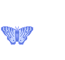 blue-butterfly-animated.gif