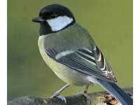 wildlife_small.webp wildlife_small.webp
