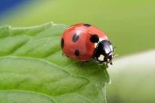 Ladybug-Dollar-Photo-e1431734140636.webp