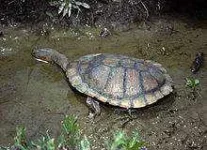 CSIRO_ScienceImage_7775_Eastern_Snakenecked_Turtle.webp CSIRO_ScienceImage_7775_Eastern_Snakenecked_Turtle.webp