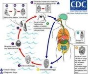 paragonimus_westermani_life_cycle_high.webp paragonimus_westermani_life_cycle_high.webp