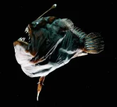 angler-fish-mate.webp