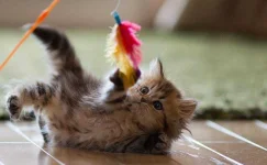 cat-day-2-2.webp cat-day-2-2.webp