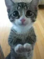 rJawu6O0VWTDSqLyY0Q7SdlHnRgnj68Z_VBumHCsm-M6N0im7g.webp