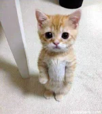Cute-Cat.webp