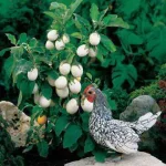 01884-pk-p1.webp