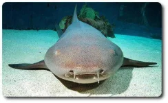 nurse-shark.webp