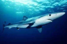 blueshark-300x199.webp