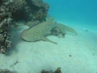 adult_zebra_shark2-300x225.webp adult_zebra_shark2-300x225.webp