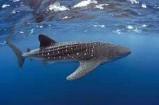 whaleshark2-300x198.webp