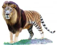 Liger-500x398.webp
