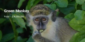 green-monkey_1459323787.webp green-monkey_1459323787.webp