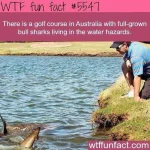 wtffunfacts-20181201-0001.webp