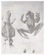 animals-collected-by-Rizal.webp animals-collected-by-Rizal.webp