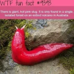 dailywtfactss-20190101-0001.webp