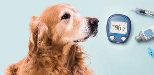 diabetes-in-pets.jpg diabetes-in-pets.jpg