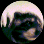 200.gif 200.gif